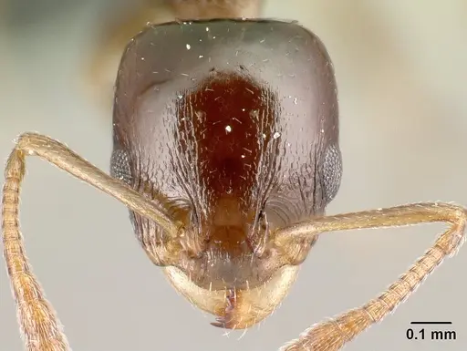 Nesomyrmex madecassus specimen CASENT0125882 image casent0125882_2