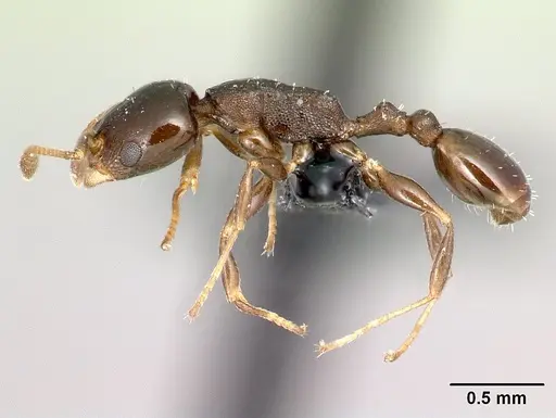 Nesomyrmex madecassus specimen CASENT0125882 image casent0125882_3
