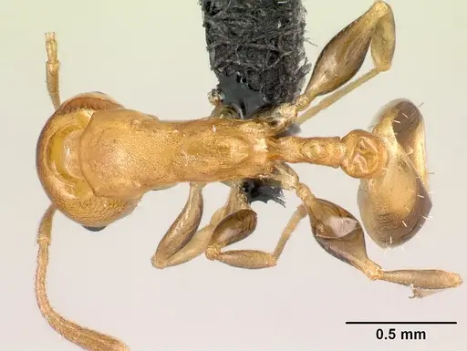Nesomyrmex madecassus specimen CASENT0149638 image casent0149638_1