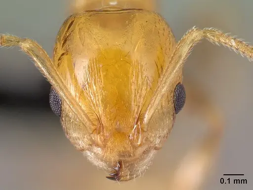 Nesomyrmex madecassus specimen CASENT0149638 image casent0149638_2