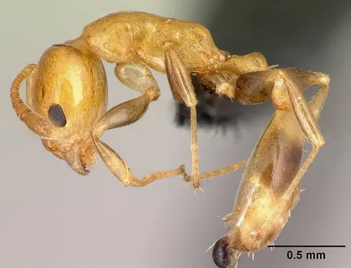 Nesomyrmex madecassus specimen CASENT0149638 image casent0149638_3