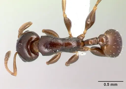 Nesomyrmex madecassus specimen CASENT0409551 image casent0409551_1