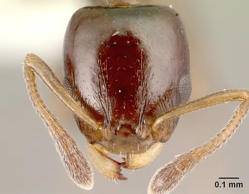 Nesomyrmex madecassus specimen CASENT0409551 image casent0409551_2