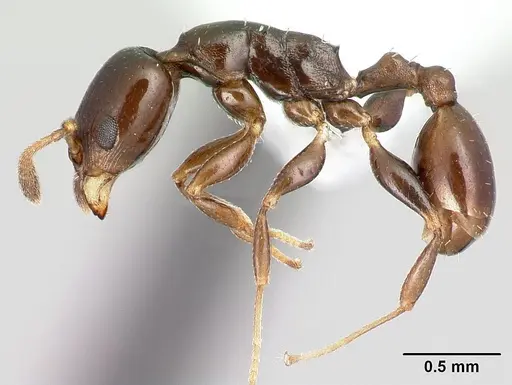 Nesomyrmex madecassus specimen CASENT0409551 image casent0409551_3