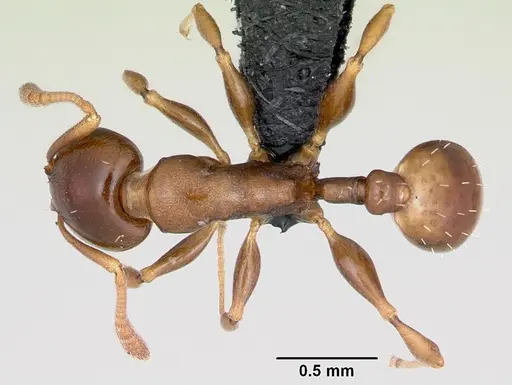 Nesomyrmex madecassus specimen CASENT0487130 image casent0487130_1