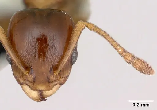 Nesomyrmex madecassus specimen CASENT0487130 image casent0487130_2