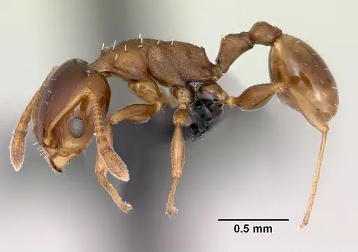 Nesomyrmex madecassus specimen CASENT0487130 image casent0487130_3