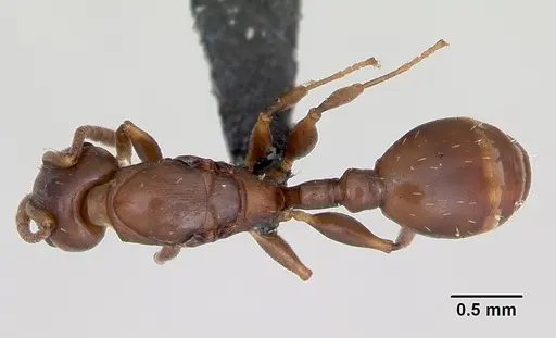 Nesomyrmex madecassus specimen CASENT0487131 image casent0487131_1