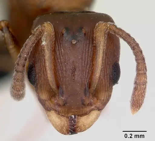Nesomyrmex madecassus specimen CASENT0487131 image casent0487131_2