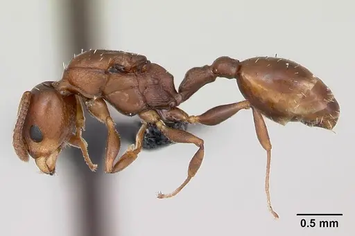 Nesomyrmex madecassus specimen CASENT0487131 image casent0487131_3