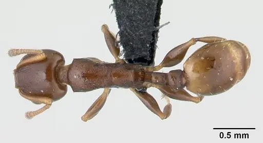 Nesomyrmex madecassus specimen CASENT0487142 image casent0487142_1