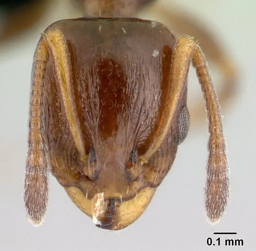 Nesomyrmex madecassus specimen CASENT0487142 image casent0487142_2