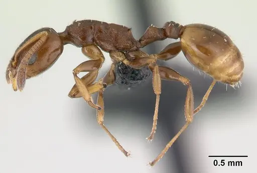 Nesomyrmex madecassus specimen CASENT0487142 image casent0487142_3