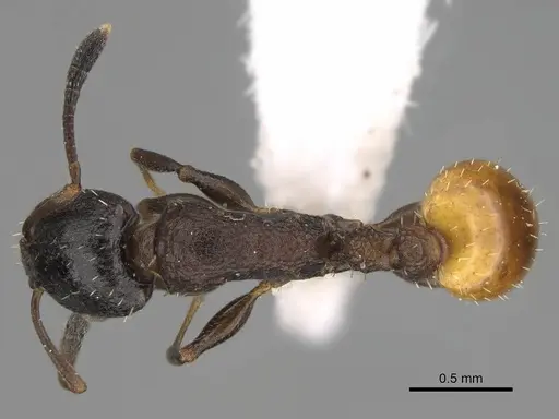 Nesomyrmex micheleae specimen CASENT0922872 image casent0922872_1