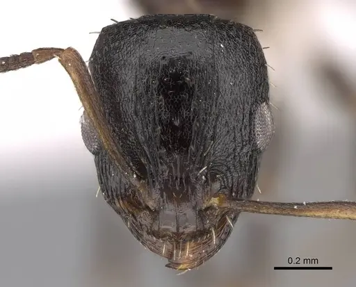 Nesomyrmex micheleae specimen CASENT0922872 image casent0922872_2