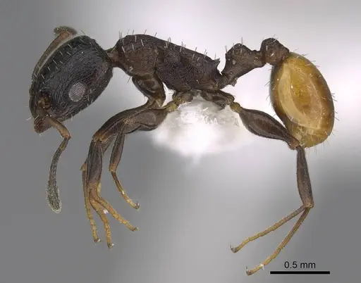 Nesomyrmex micheleae specimen CASENT0922872 image casent0922872_3