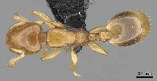 Nesomyrmex minutus specimen CASENT0071616 image casent0071616_1