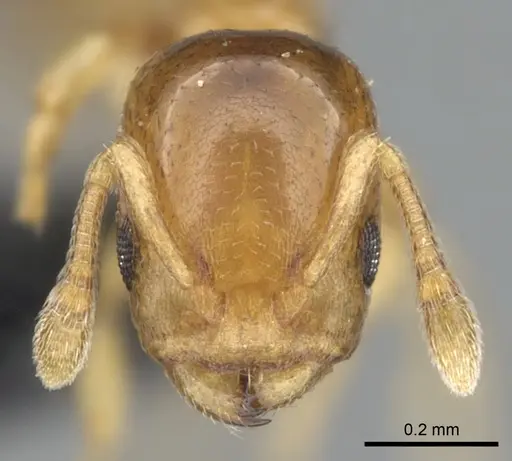 Nesomyrmex minutus specimen CASENT0071616 image casent0071616_2