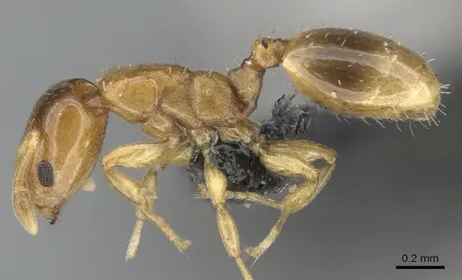 Nesomyrmex minutus specimen CASENT0071616 image casent0071616_3