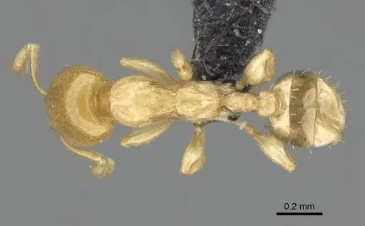 Nesomyrmex minutus specimen CASENT0071633 image casent0071633_1
