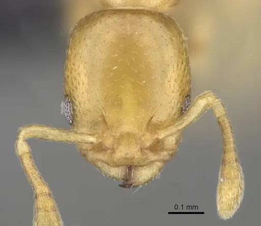Nesomyrmex minutus specimen CASENT0071633 image casent0071633_2