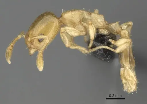 Nesomyrmex minutus specimen CASENT0071633 image casent0071633_3
