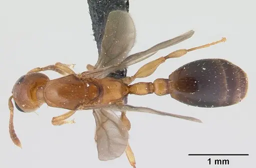 Nesomyrmex minutus specimen CASENT0071657 image casent0071657_1