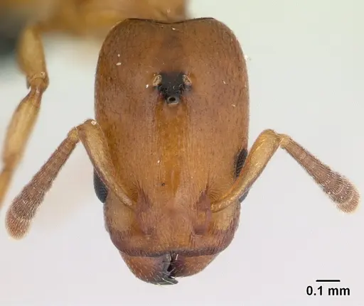 Nesomyrmex minutus specimen CASENT0071657 image casent0071657_2