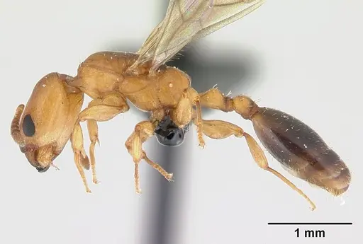 Nesomyrmex minutus specimen CASENT0071657 image casent0071657_3