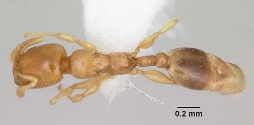 Nesomyrmex minutus specimen CASENT0103114 image casent0103114_1