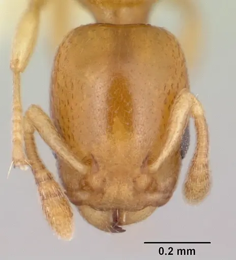 Nesomyrmex minutus specimen CASENT0103114 image casent0103114_2