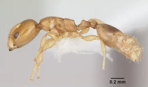 Nesomyrmex minutus specimen CASENT0103114 image casent0103114_3