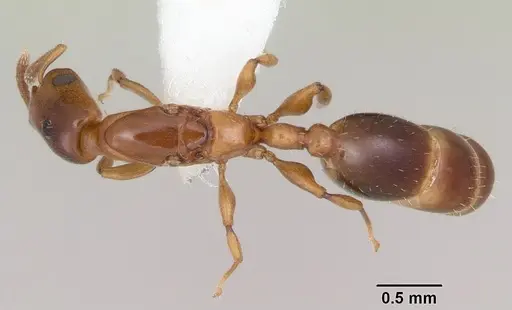 Nesomyrmex minutus specimen CASENT0103115 image casent0103115_1
