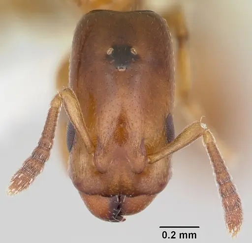 Nesomyrmex minutus specimen CASENT0103115 image casent0103115_2