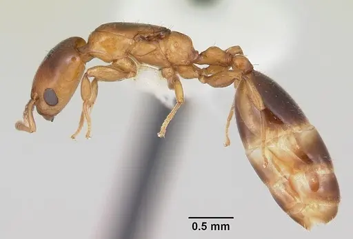 Nesomyrmex minutus specimen CASENT0103115 image casent0103115_3
