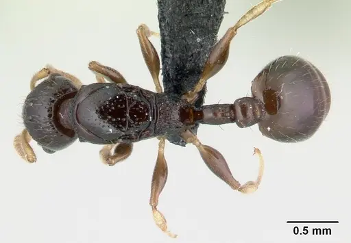 Nesomyrmex modestus specimen CASENT0120043 image casent0120043_1