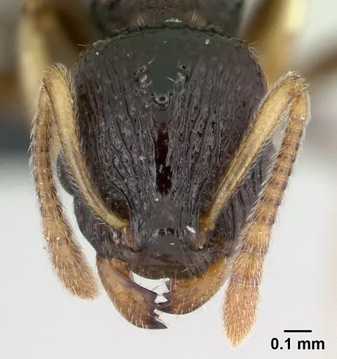 Nesomyrmex modestus specimen CASENT0120043 image casent0120043_2