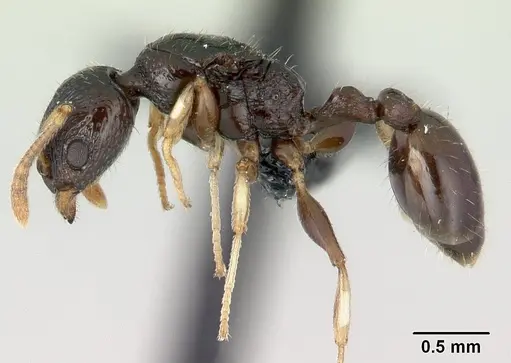 Nesomyrmex modestus specimen CASENT0120043 image casent0120043_3