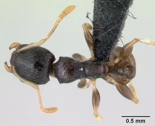 Nesomyrmex modestus specimen CASENT0179501 image casent0179501_1
