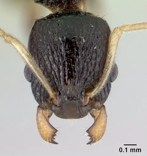 Nesomyrmex modestus specimen CASENT0179501 image casent0179501_2