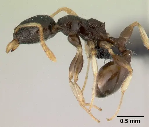 Nesomyrmex modestus specimen CASENT0179501 image casent0179501_3