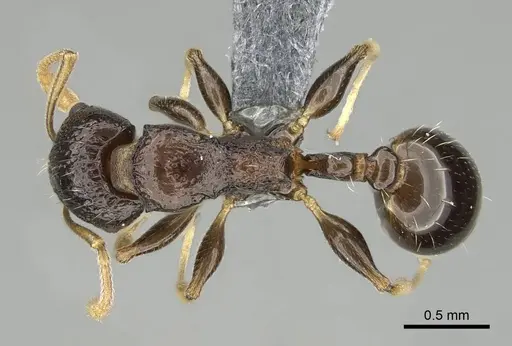 Nesomyrmex modestus specimen CASENT0393175 image casent0393175_1