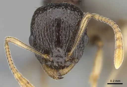 Nesomyrmex modestus specimen CASENT0393175 image casent0393175_2