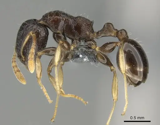 Nesomyrmex modestus specimen CASENT0393175 image casent0393175_3