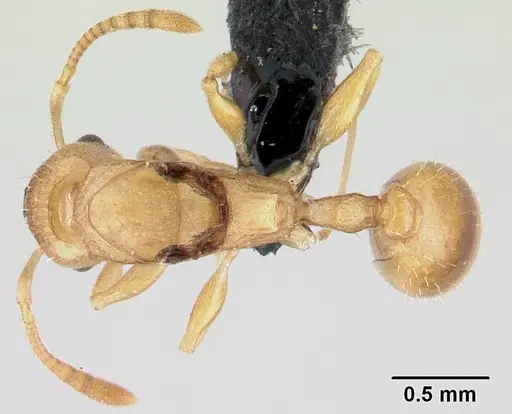 Nesomyrmex nitidus specimen CASENT0050380 image casent0050380_1