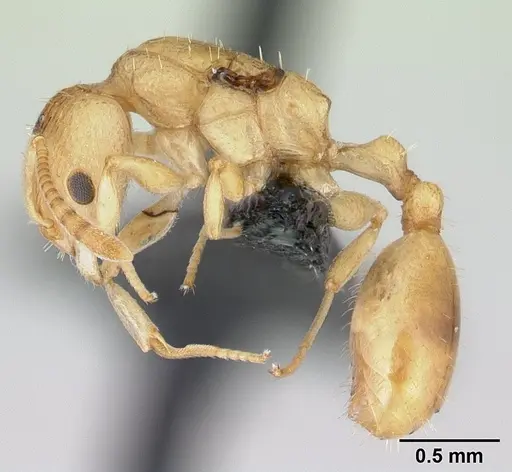 Nesomyrmex nitidus specimen CASENT0050380 image casent0050380_3