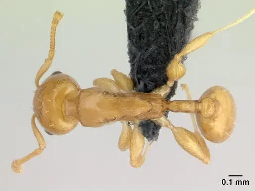Nesomyrmex nitidus specimen CASENT0132521 image casent0132521_1