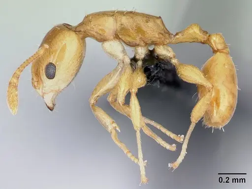 Nesomyrmex nitidus specimen CASENT0132521 image casent0132521_3
