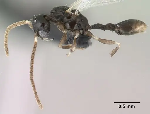 Nesomyrmex nitidus specimen CASENT0148204 image casent0148204_3