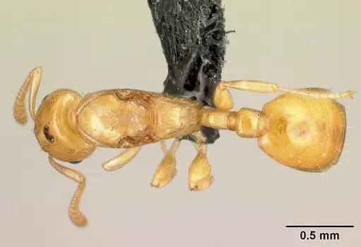 Nesomyrmex nitidus specimen CASENT0151898 image casent0151898_1